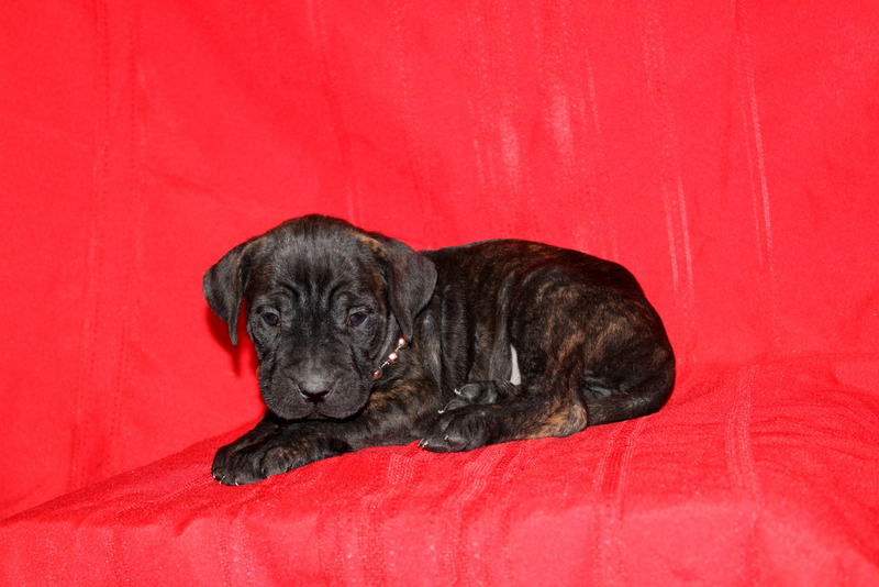 puppy, for, sale, Cane Corso, Matthew B. Stoltzfus, dog, breeder, Gap, PA, dog-breeder, puppy-for-sale, forsale, nearby, find, puppyfind, locator, puppylocator, aca